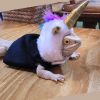 Lizard Chameleon Unicorn Design Plush Warm Hat Dress Up Pet Headgear Hat