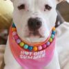 Pet Jewelry Personality Multicolor Pearl Dog Necklace