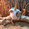 Lizard Chameleon Unicorn Design Plush Warm Hat Dress Up Pet Headgear Hat